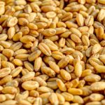 wheat-kernels-54084